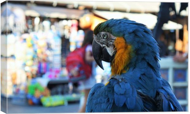 blue and yellow macaw parrot in the old town of Rh Canvas Print by M. J. Photography