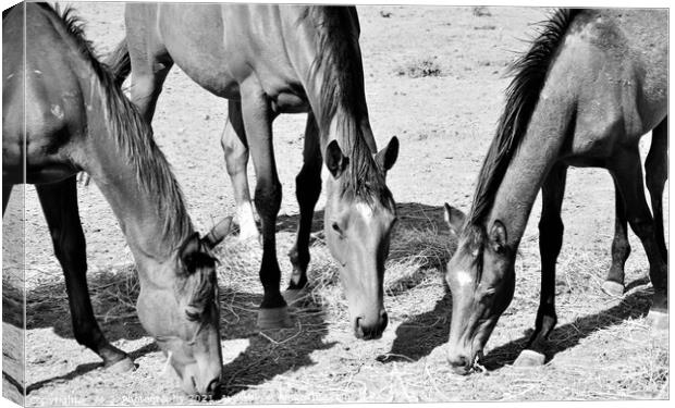 A close up of a three horse standing on the field Canvas Print by M. J. Photography