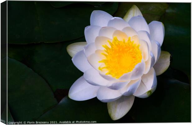 close-up view of one blossom water lily white and yellow  Canvas Print by Florin Brezeanu