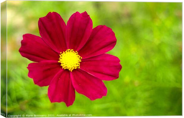 garden cosmos or Mexican aster (Cosmos bipinnatus) purple flower with natural green background Canvas Print by Florin Brezeanu