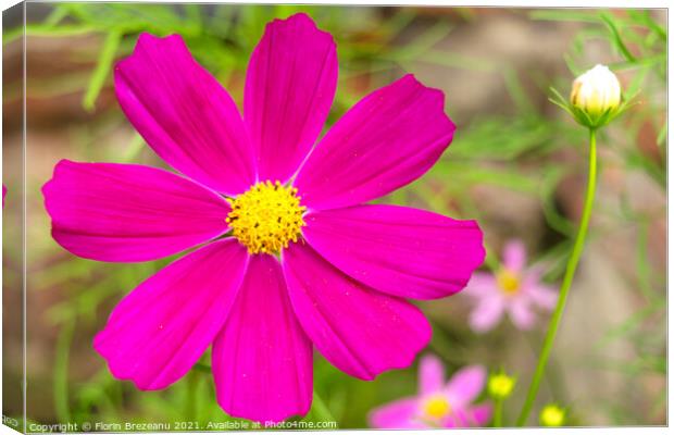 garden cosmos or Mexican aster (Cosmos bipinnatus) purple flower with natural background Canvas Print by Florin Brezeanu