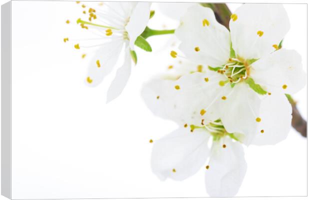 Blooming white flowers of apple fruit Canvas Print by Wdnet Studio