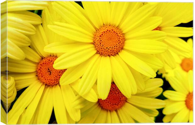 Bright yellow Pyrethrum flowers Canvas Print by Wdnet Studio