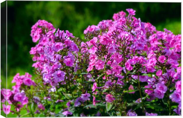 Phlox Flame Pink Flowers Canvas Print by Wdnet Studio