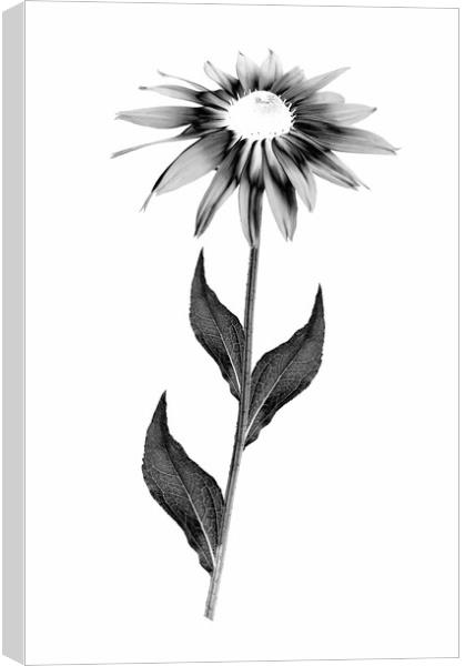 Blooming Rudbeckia flower  Canvas Print by Wdnet Studio