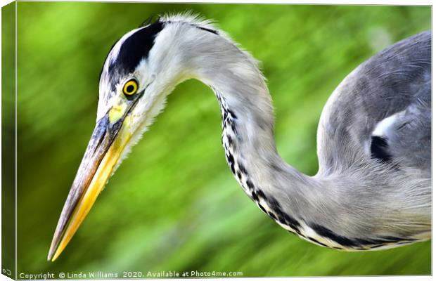 Heron Swirl Canvas Print by Linda Williams