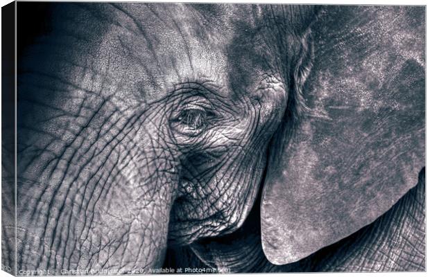 Elephant close-up Canvas Print by Christian Bridgwater