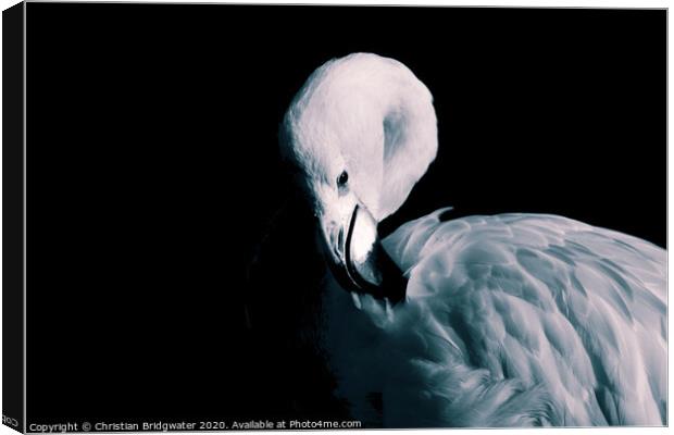 Flamingo 2 Canvas Print by Christian Bridgwater