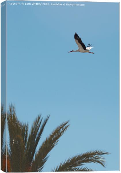 Flying stork. Canvas Print by Boris Zhitkov