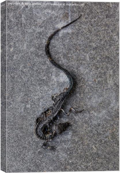 Dead lizard. Canvas Print by Boris Zhitkov