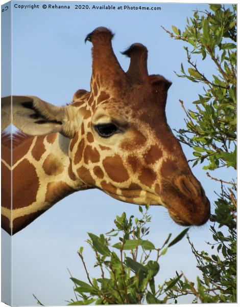 Munching giraffe closeup, Samburu, Kenya Canvas Print by Rehanna Neky