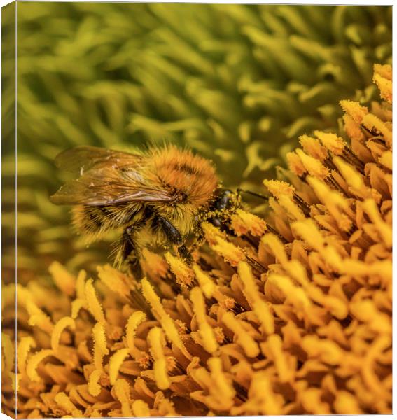 The Pollinator. Canvas Print by Ian Taylor