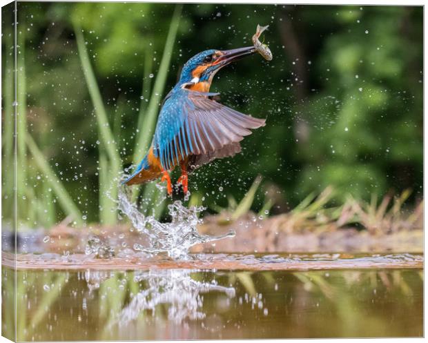 Successful catch. Canvas Print by Ian Taylor