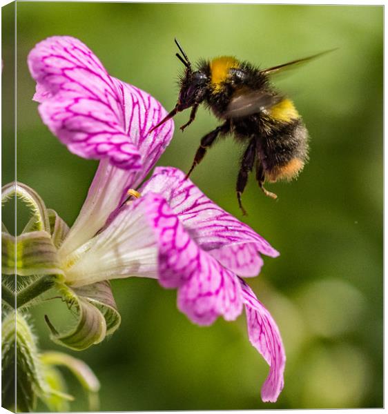 Busy Bee. Canvas Print by Ian Taylor