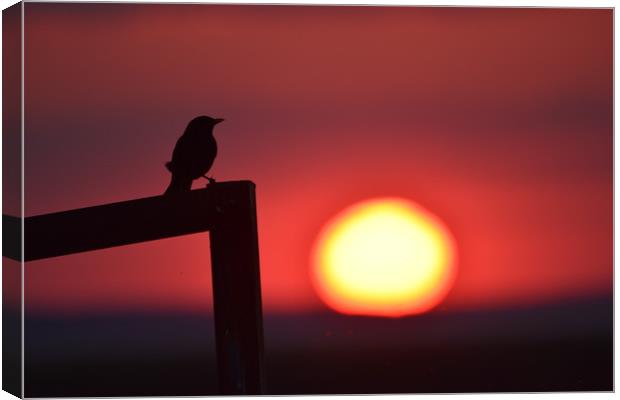 Sunset bird Canvas Print by Duane evans