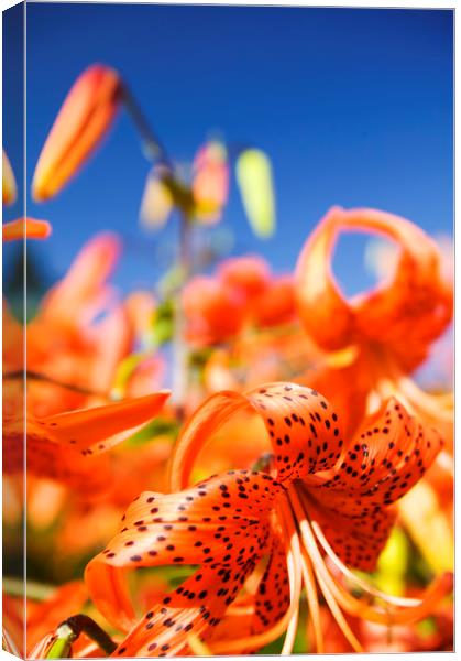 Orange lilly flowers Canvas Print by Ashley Cooper