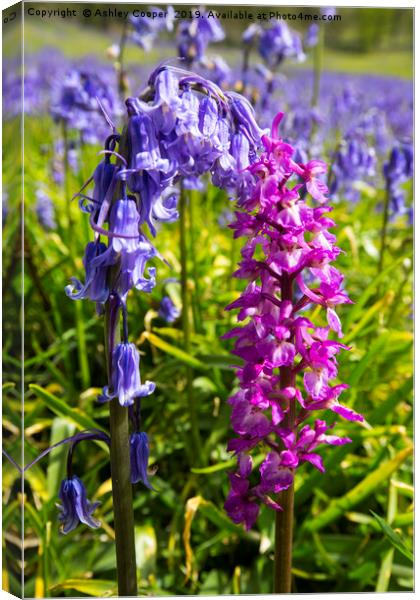 Bluebells and an Early Purple Orchid  Canvas Print by Ashley Cooper