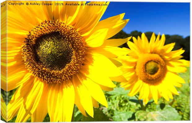 Sunflowers being grown in Letheringsett in Norfolk Canvas Print by Ashley Cooper