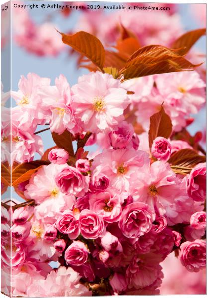 Cherry blossom. Canvas Print by Ashley Cooper