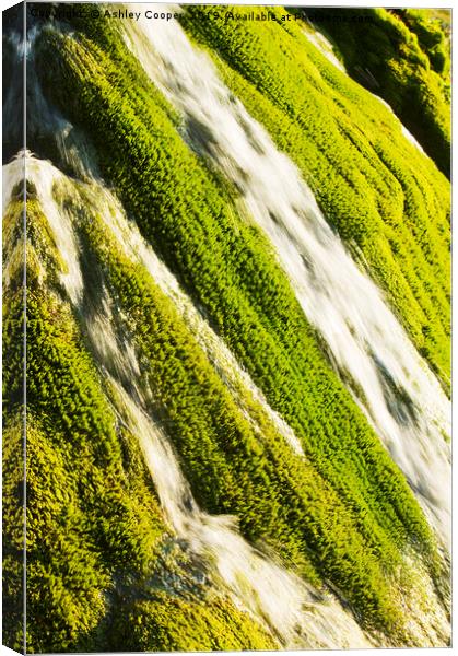 Waterfall moss. Canvas Print by Ashley Cooper