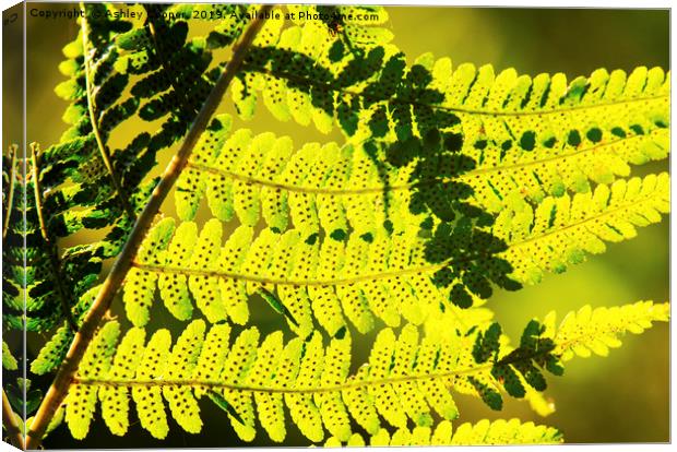 Fern frond. Canvas Print by Ashley Cooper