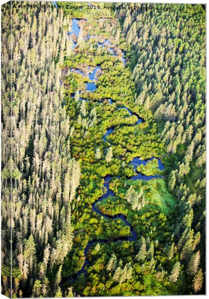 Boreal Forest. Canvas Print by Ashley Cooper