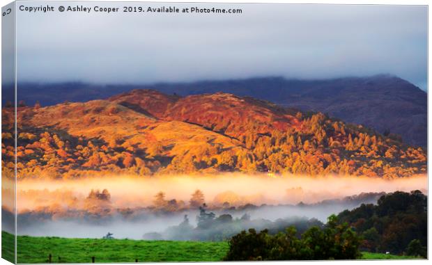 Autumn gold. Canvas Print by Ashley Cooper