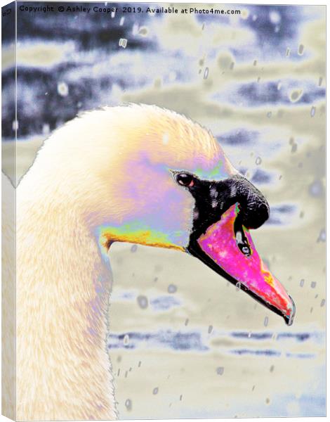 Snow swan. Canvas Print by Ashley Cooper