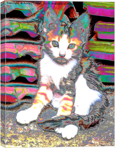 Kitten. Canvas Print by Ashley Cooper