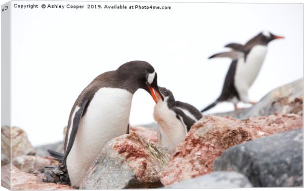 Penguin lunch. Canvas Print by Ashley Cooper