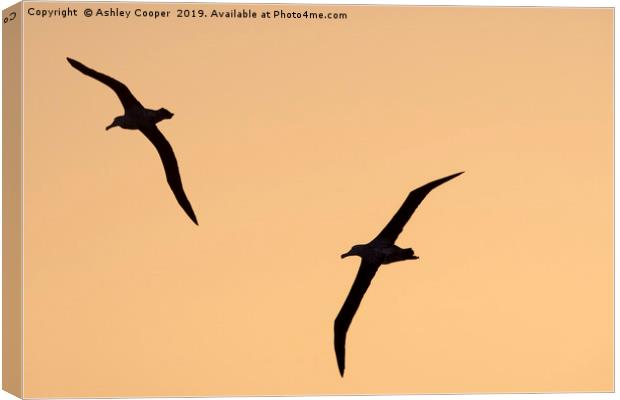 Soaring. Canvas Print by Ashley Cooper
