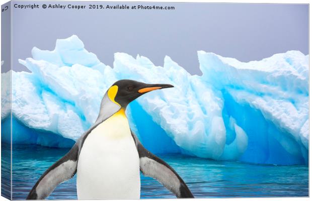 Penguin iceberg Canvas Print by Ashley Cooper