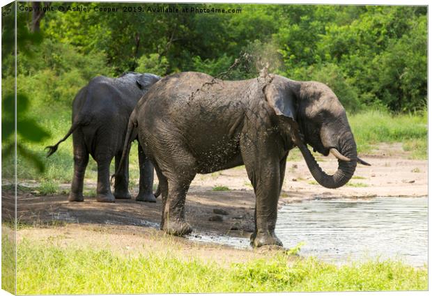 Bath time. Canvas Print by Ashley Cooper