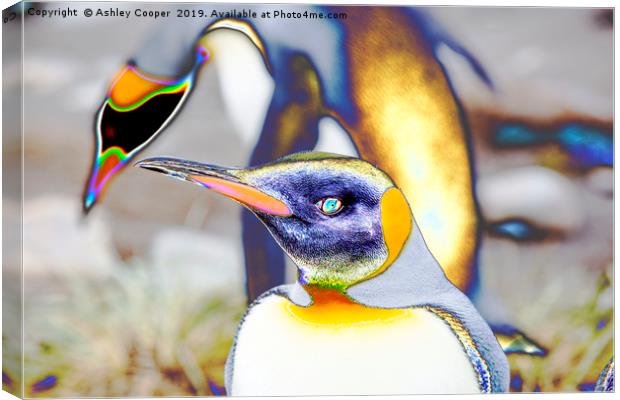 King Penguins Canvas Print by Ashley Cooper