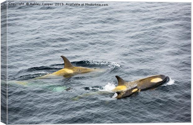 Orca calf. Canvas Print by Ashley Cooper