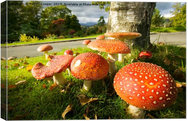 Fly Agaric  Canvas Print by Ashley Cooper