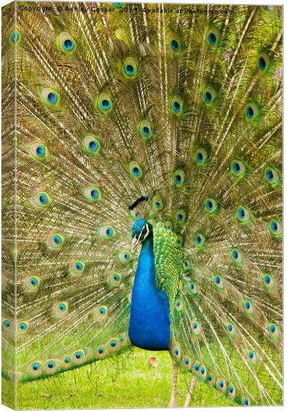 Peacock display Canvas Print by Ashley Cooper