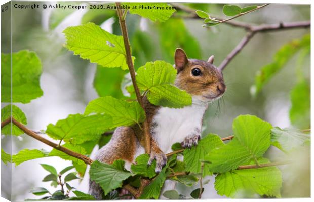 Grey Squirrel Canvas Print by Ashley Cooper