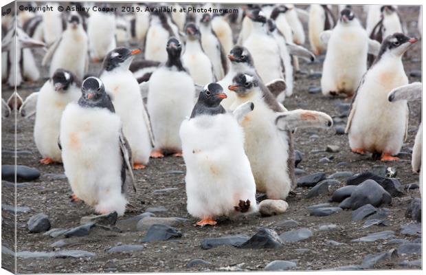 March of the penguins. Canvas Print by Ashley Cooper
