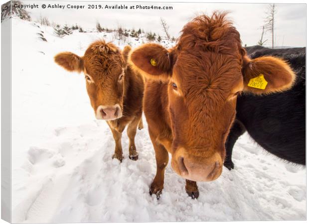 Inquisitive. Canvas Print by Ashley Cooper