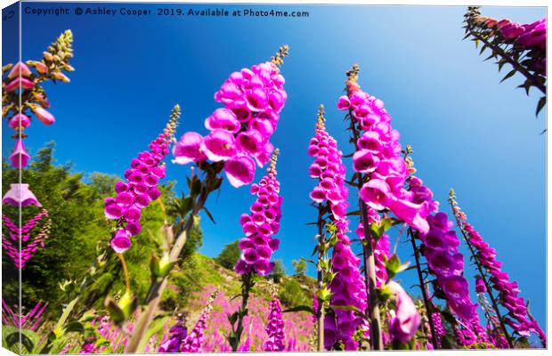 Foxgloves. Canvas Print by Ashley Cooper