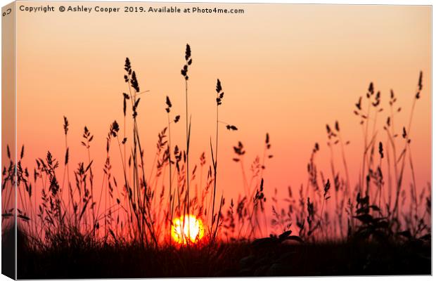 Grass glow. Canvas Print by Ashley Cooper