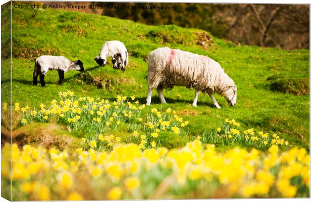 Spring lamb. Canvas Print by Ashley Cooper