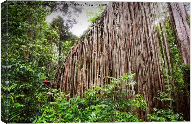 Curtain Fig Canvas Print by Ashley Cooper