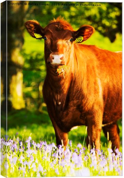 Brown cow. Canvas Print by Ashley Cooper
