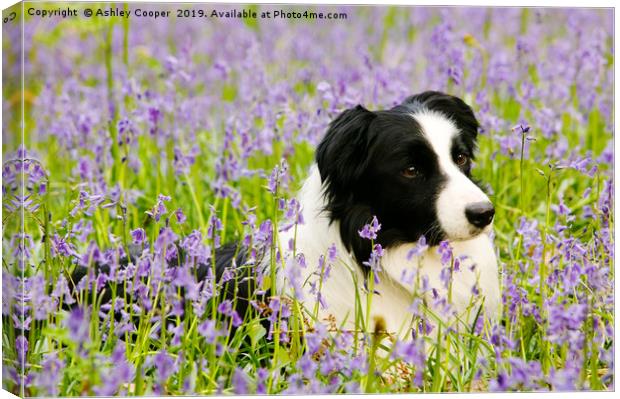 Border Collie. Canvas Print by Ashley Cooper