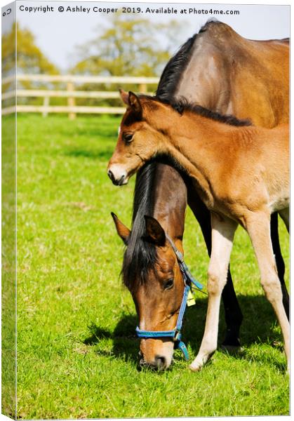 Mother love. Canvas Print by Ashley Cooper