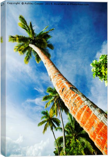 Coconut palms. Canvas Print by Ashley Cooper