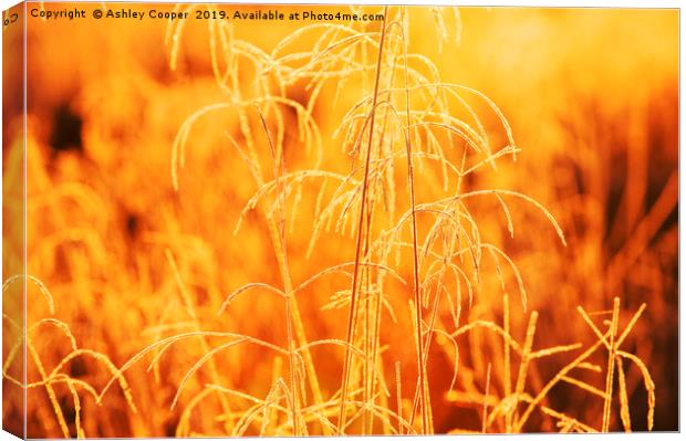 Gold Grasses  Canvas Print by Ashley Cooper