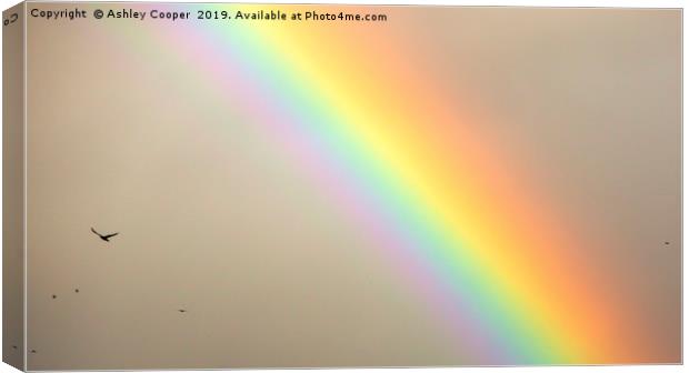 Rook Rainbow. Canvas Print by Ashley Cooper